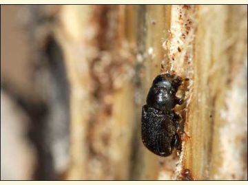 bark beetle