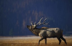 Bull_elk_bugling_in_the_gibbon_meadow_in_the_yellowstone_national_park