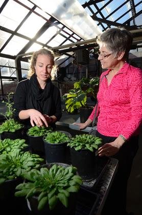 Former undergraduate researcher Elizabeth Lombardi talks with Professor Barbara Demmig-Adams in the greenhouse on the roof of the Ramaley building at the University of Colorado Boulder. (Photo by Casey A. Cass/University of Colorado)