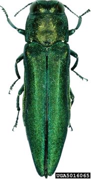 emerald ash borer, courtesy Encyclopedia of Life