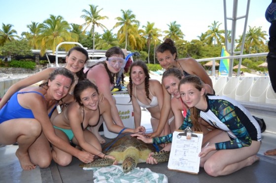 high school students measuring a juvenile green sea turtle off of Virgin Gorda in the British Virgin Islands