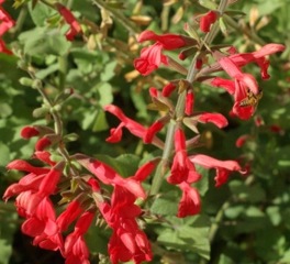 novak salvia darcyii and bee close up