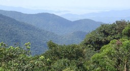 Tropical forest in the Serra do Mar Paranaense in Brazil. Photo credit: Deyvid Setti e Eloy Olindo Setti via Wikimedia Commons 