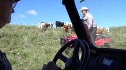 Using ATVs as "wolves" to move a herd of cattle