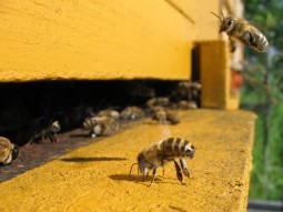 Honeybee-cooling_cropped