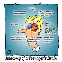 The teenaged brain is wired differently than the adult.
