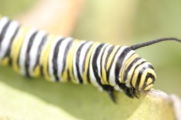 Monarch larvae Photo credit: Jonathan Lundgren