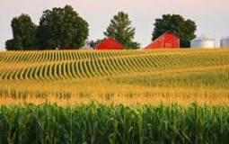 Corn fields in Illinois 