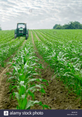 corn-field-farm-vertical-PA