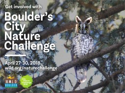 Boulder City Nature Challenge