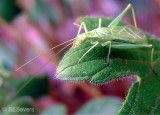 Snowy Tree Cricket. Photo credit: Scott Severs