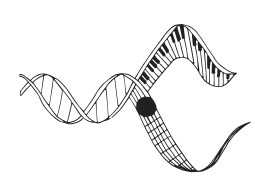 Chords and Codons