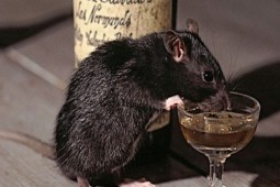 Drinking in Rats