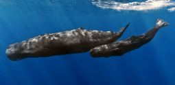 Carl Safina Becoming Wild Sperm Whales