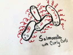 Salmonella and Curli Proteins