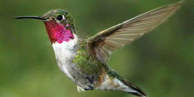 2018-broad-tailed-hummingbird