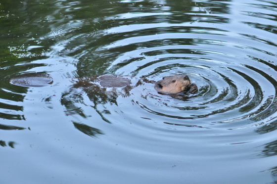 Beaver_at_Meadowbrook_Pond,_Seattle_12