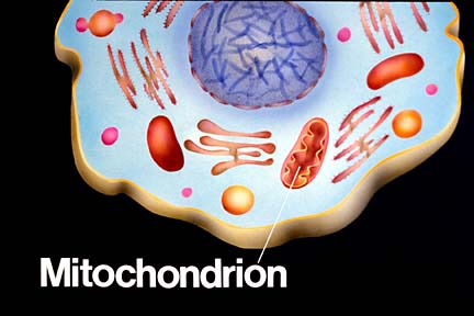 Mitochondrial Health Influences Risk of Parkinson’s Disease – Scientist Zixu Mao