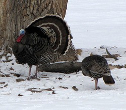 Wild turkeys in Utah