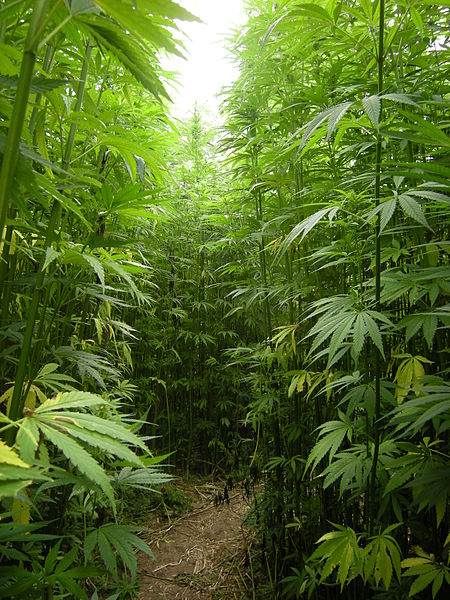Oh Thank You Canada: Lessons from the North on Growing Industrial Hemp