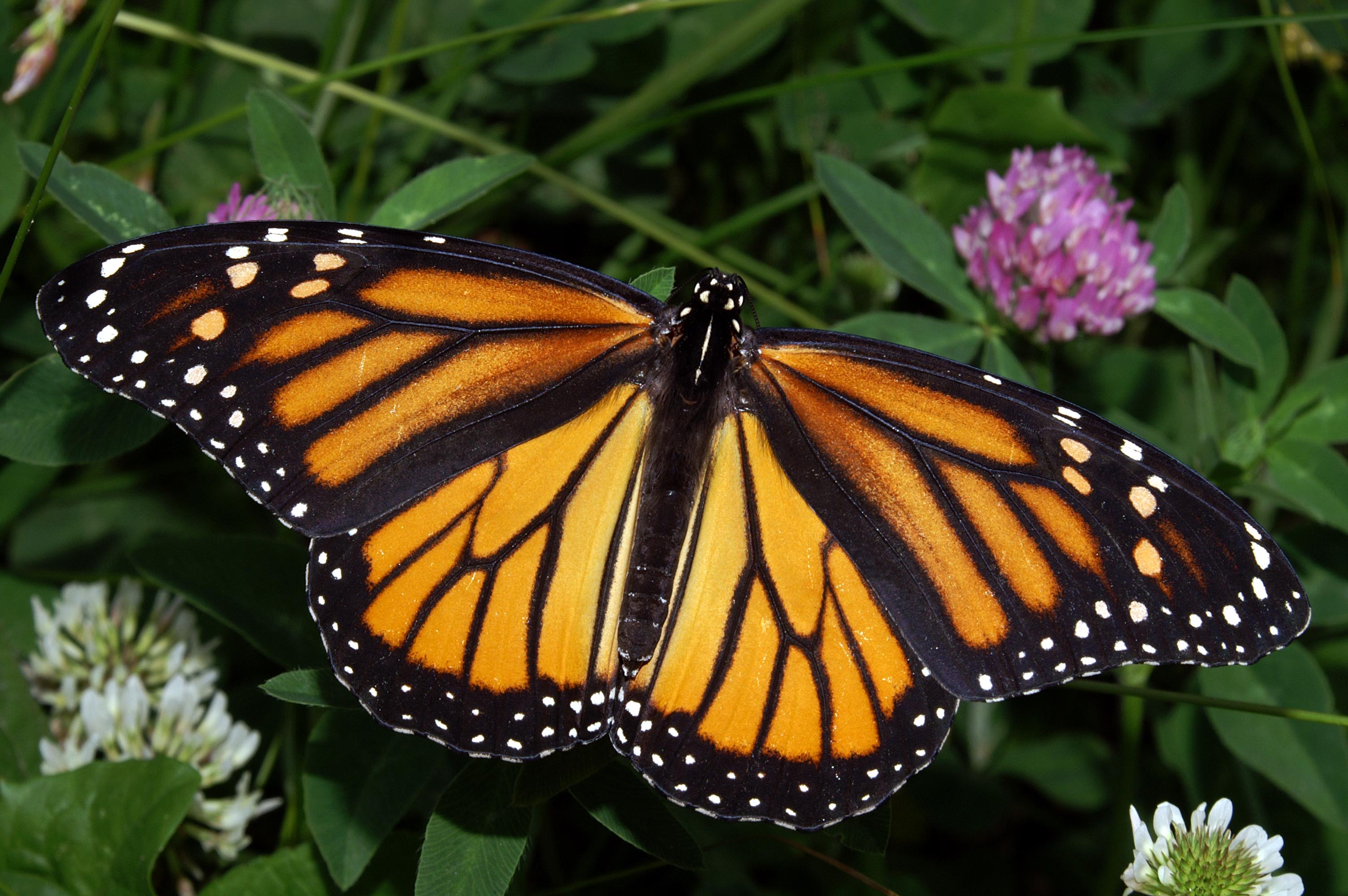 Monarch Migration // Better Batteries