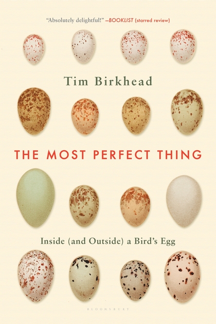 The Most Perfect Thing:  A Bird’s Egg