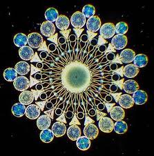 Diatoms: Ecology and Aesthetics