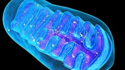 Mitochondria and Your Health