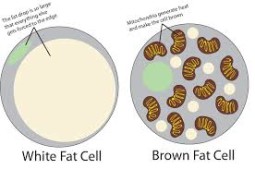 Good Fat is Brown!